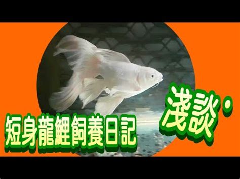 白金錦鯉|【白金蝴蝶龍鯉飼養方法】【白金蝴蝶龍鯉飼養全攻略。